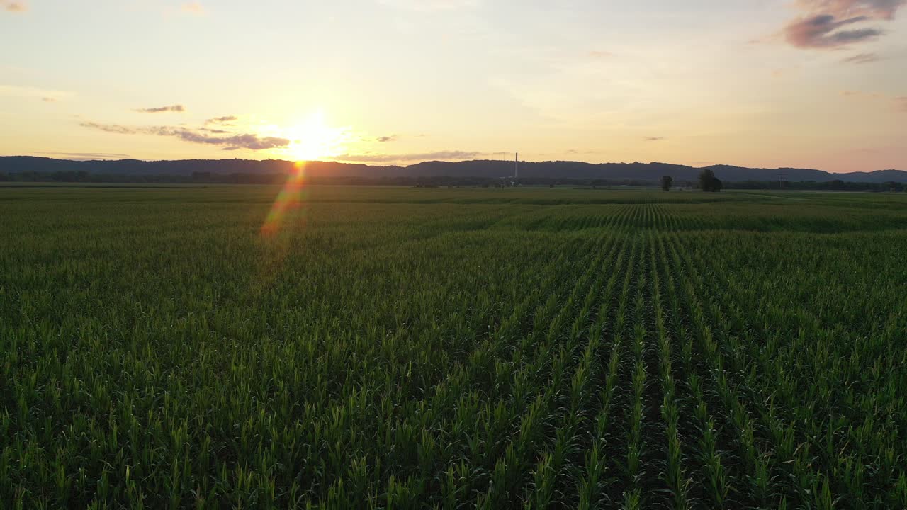 Aerial View of a Green Cornfield at Sunset