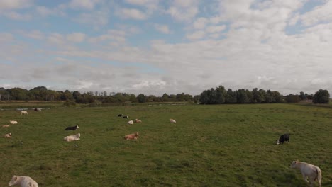 Cows-grazing-in-a-beautiful-meadow-from-an-amazing-aerial-perspective,-green-pastures-and-blue-sky-with-clouds