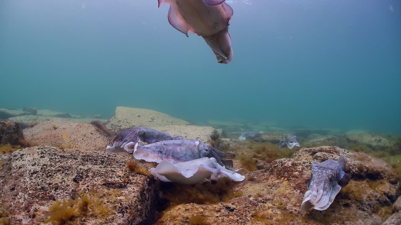 Kæmpe australsk blæksprutte Sepia apama migration Whyalla, Syd Australien 4k slowmotion, parring, æglægning, kampe, samling, undervands