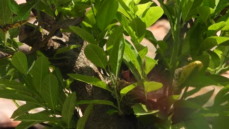 nido de pájaros bulbul con ventilación roja