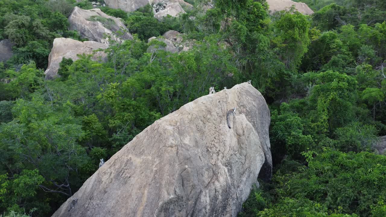 아프리카 마다가스카르 의 바위 위 에 있는 야생 반지  ⁇ 리 레무르
