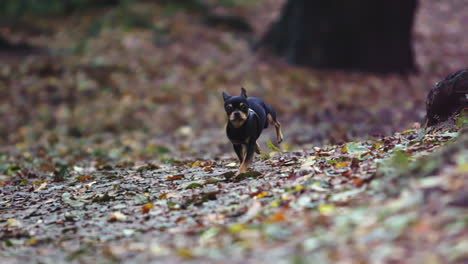 Schwarzer-Chihuahua-Hund-Läuft-Im-Freien,-Selektiver-Fokus