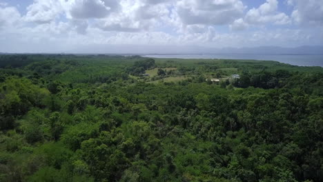 Aerial,-flying-over-green-tree-tops