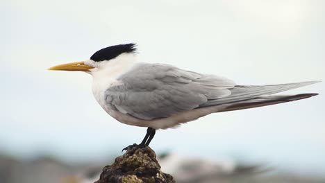 close up shot of a lesser crested terns perched on top of a rock facing wind blowing along the seashore in coogee beach, perth, western australia