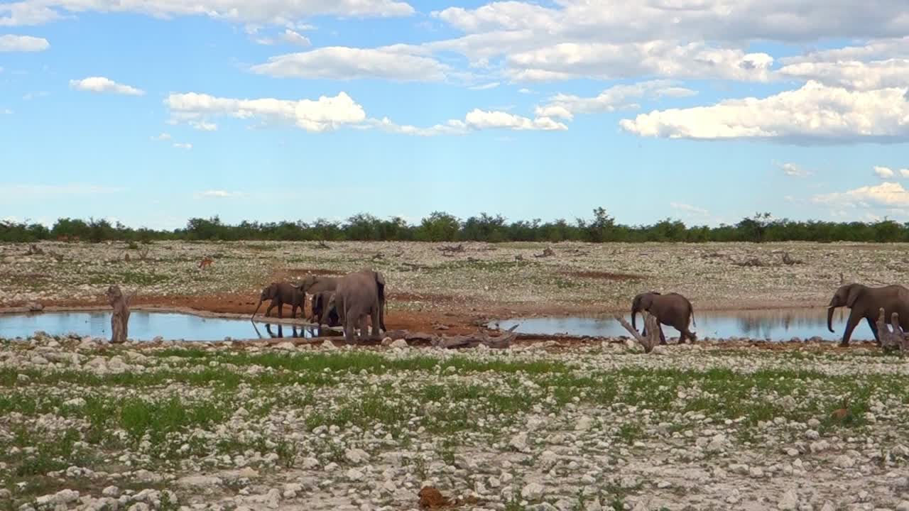 Herd of elephants drinking and bathing in Etosha national park. Namibia. Africa safari.