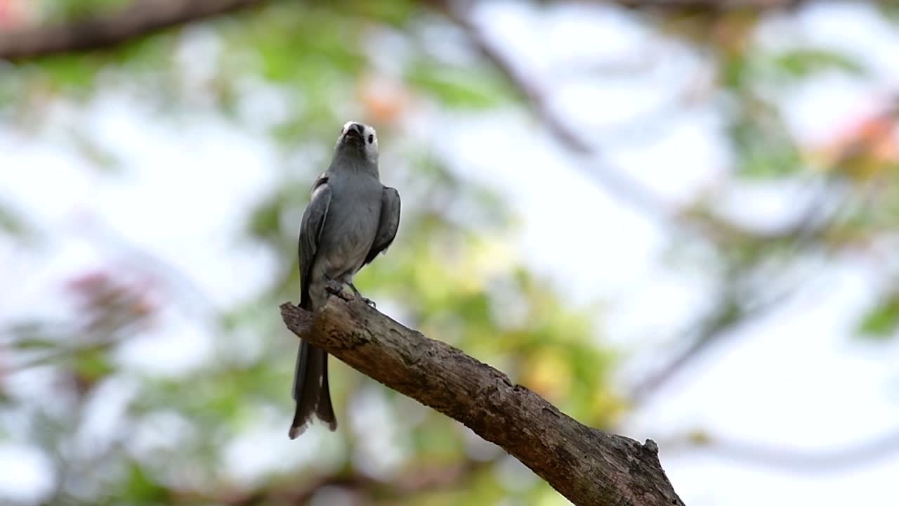 el drongo ceniciento es un migrante regular asustadizo a tailandia en el que le gusta posarse en lo alto de las ramas, que pueden estar lejos del alcance de humanos o animales, fácil de despegar y capturar insectos