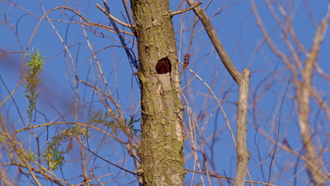 purple martin pops up in nest located inside a tree hole