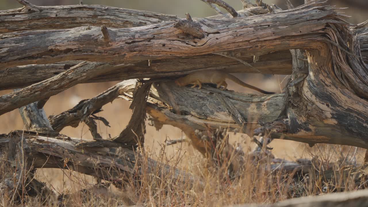En slank mangust udforsker under en død træstamme i Kruger Nationalpark, Sydafrika, snusende og fouragerende i et tørt savannegræslandshabitat.