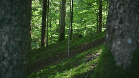 Ein-Mountainbiker-Fährt-Mit-Geschwindigkeit-Durch-Zwei-Bäume-An-Der-Kamera-Vorbei