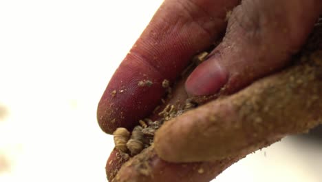 macro shot of hands making madder powder from plant roots, herbal remedy medicine and dye