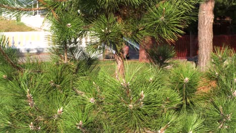 pine trees in a park