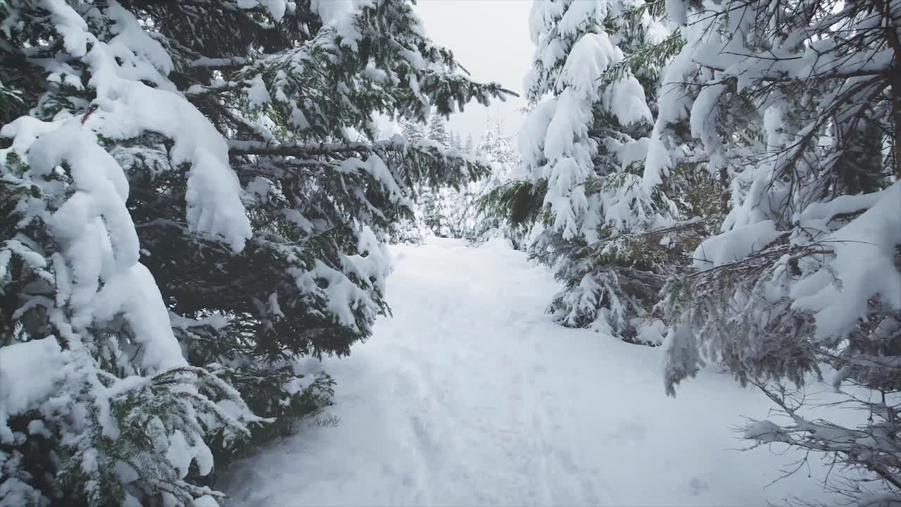Hiking during winter time through a pine forest, everything is covered in snow. The location is Cindrel Mountains, part of the Carpathian Mountains in Sibiu County, Romania. Video at 50 FPS