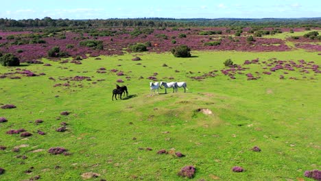 Drone-orbiting-horses-over-a-field-in-the-New-Forest