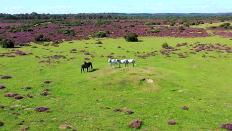 drones orbitando caballos sobre un campo en el nuevo bosque