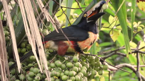 collared aracari eating green palm fruit on the tree