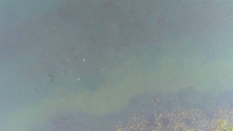 bandada de patos nadando en el lago 4k