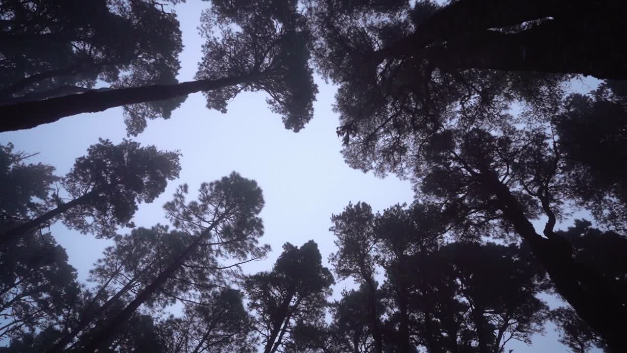 mirando hacia arriba una foto de un bosque de pinos durante la mañana brumosa en la isla de la palma, zona recreativa refugio del pilar