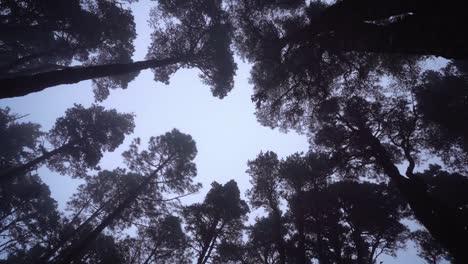 looking up shot of pine tree forest during misty morning in la palma island, refugio del pilar recreative zone