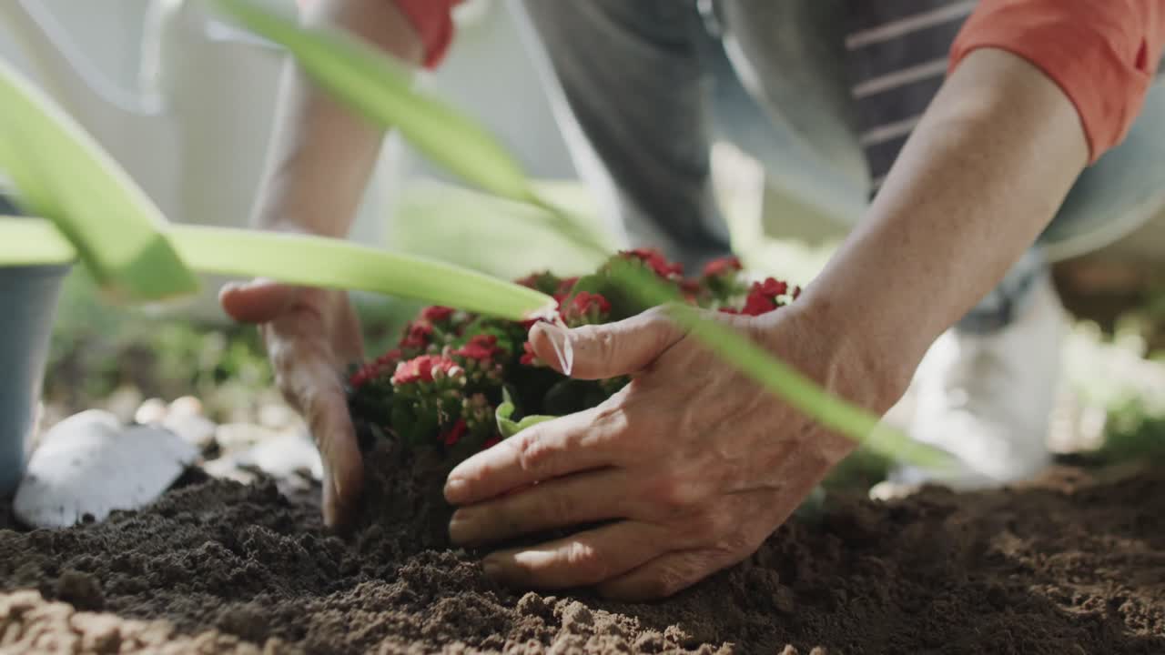 sección baja de una mujer caucásica mayor replantando flores en un lecho de flores del jardín, cámara lenta
