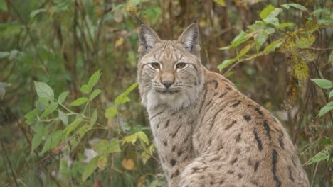 close up portrait shot of eurasian lynx resting in dense cold greenish forest