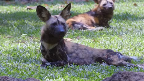 Perros-Pintados-Africanos-Acostados-Y-Estirados-En-Un-Prado,-Clip-De-Cámara-Lenta