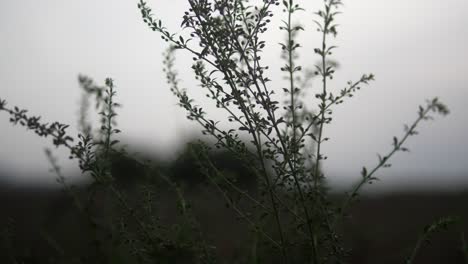 Tall-wild-plants-in-a-foggy-field-at-dawn,-close-up