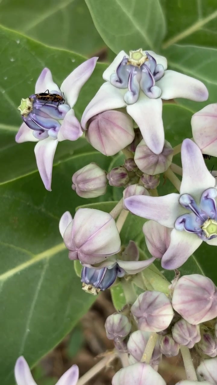 Close-up Bunga Calotropis Gigantea yang Mekar dengan Serangga Kecil
