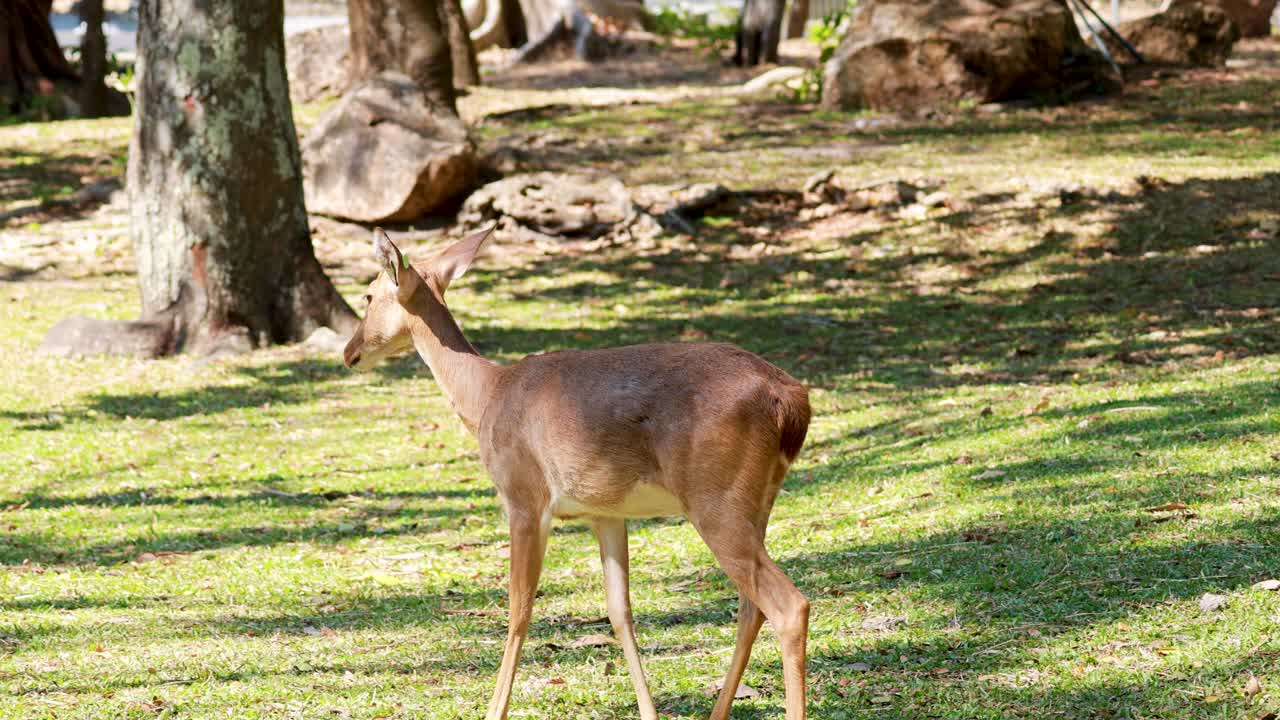 un ciervo se pasea por un parque de hierba