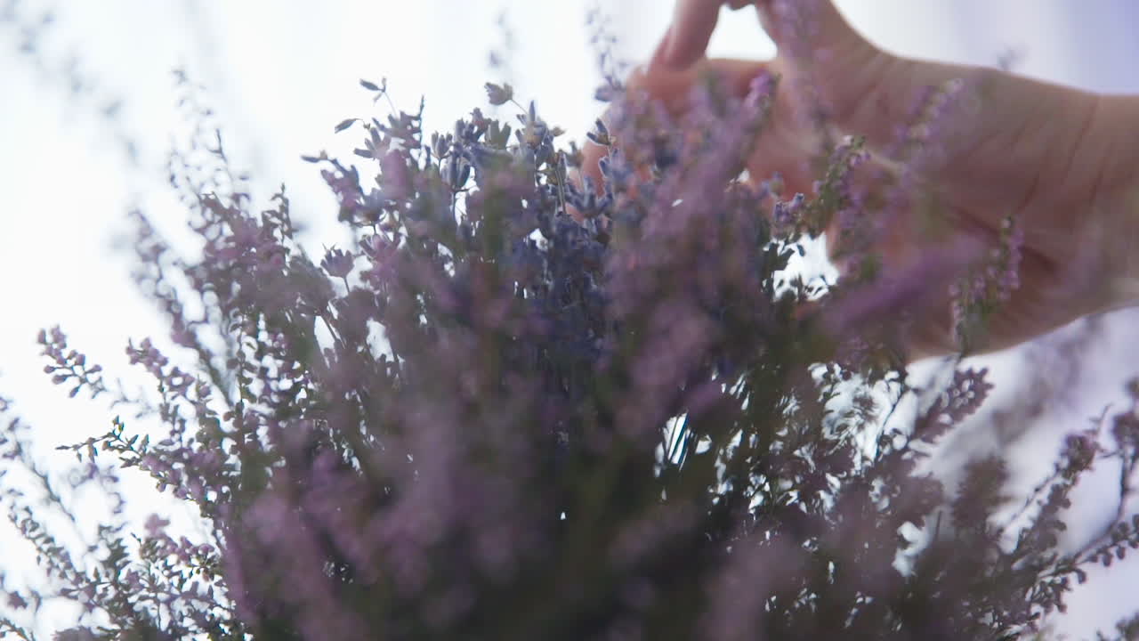 여성의 손은 나무 탁자에 라벤더 꽃다발을 놓는다