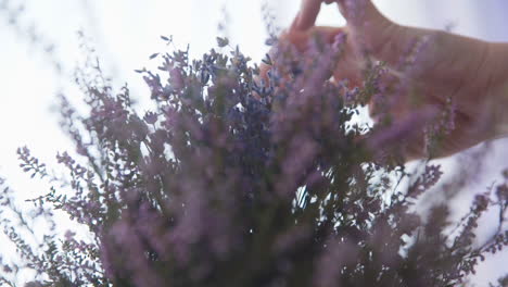 mano femenina pone un ramo de lavanda en una mesa de madera