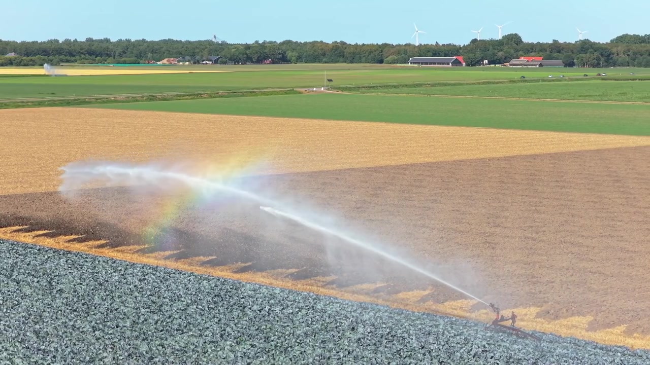 Potente irrigatore agricolo che irriga un grande campo di cavolo rosso. Paesaggio olandese con turbine eoliche e fattorie sullo sfondo