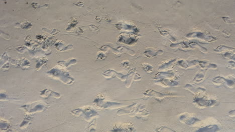 aerial: top view shot while panning of human footprints in the sand