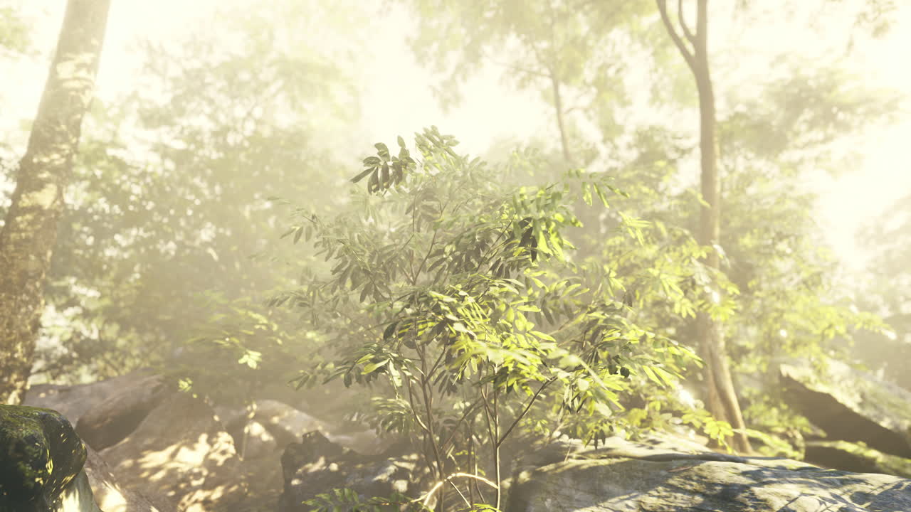 Lush green foliage illuminated by soft morning light in a forest