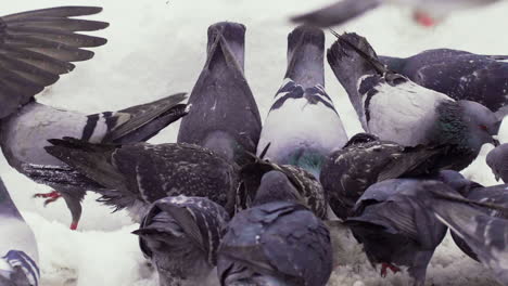 Gruppe-Von-Tauben,-Die-Auf-Dem-Boden-Picken