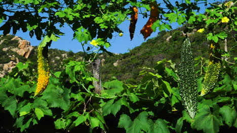 Frutos-De-Melón-Amargo-Colgando-De-La-Rama-En-Un-Día-Soleado