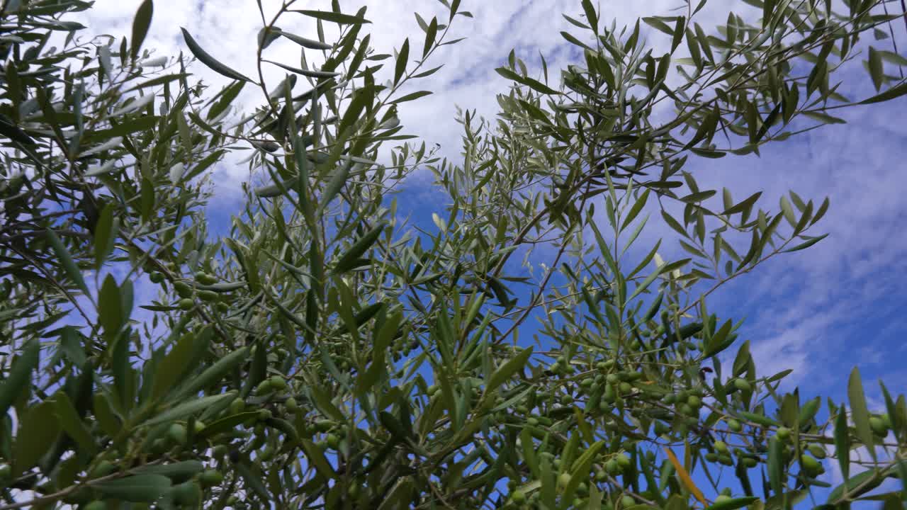 Green Olive Fruits and Leaves on Branch, Mediterranean Breeze with Blue Sky and White Clouds