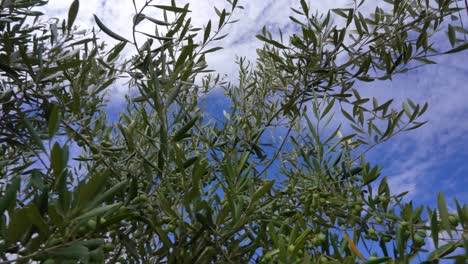 Green Olive Fruits and Leaves on Branch, Mediterranean Breeze with Blue Sky and White Clouds