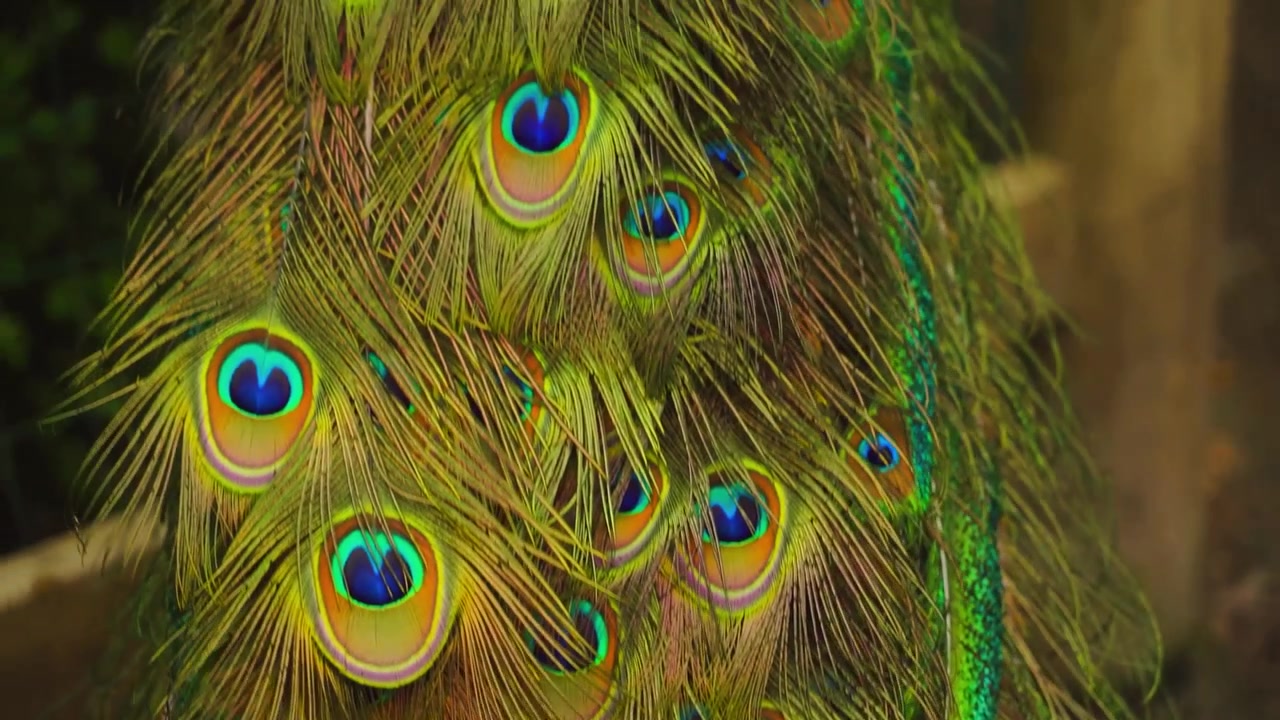 Close-up extremo deslumbrante das penas da cauda de um pavão, revelando padrões e cores iridescentes vibrantes em forma de olhos.
