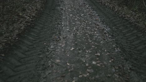 car trails in the middle of the forest