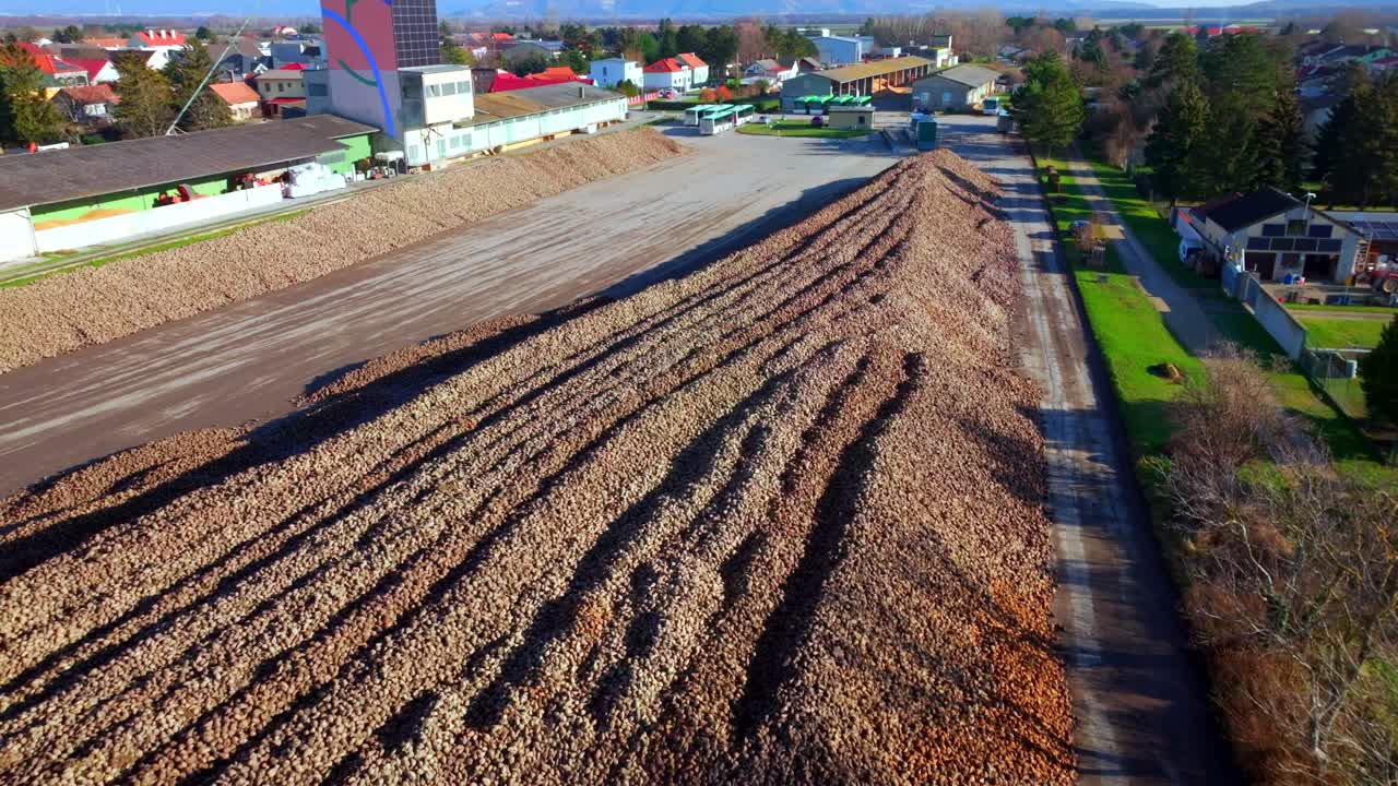 수확 된 설탕 비트 의 줄 들 이 땅 에 쌓여 있다 - 공중 드론 촬영