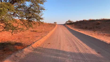 a point of view shot of a vehicle driving on a sandy track in the kgalagadi transfrontier park in warm morning light