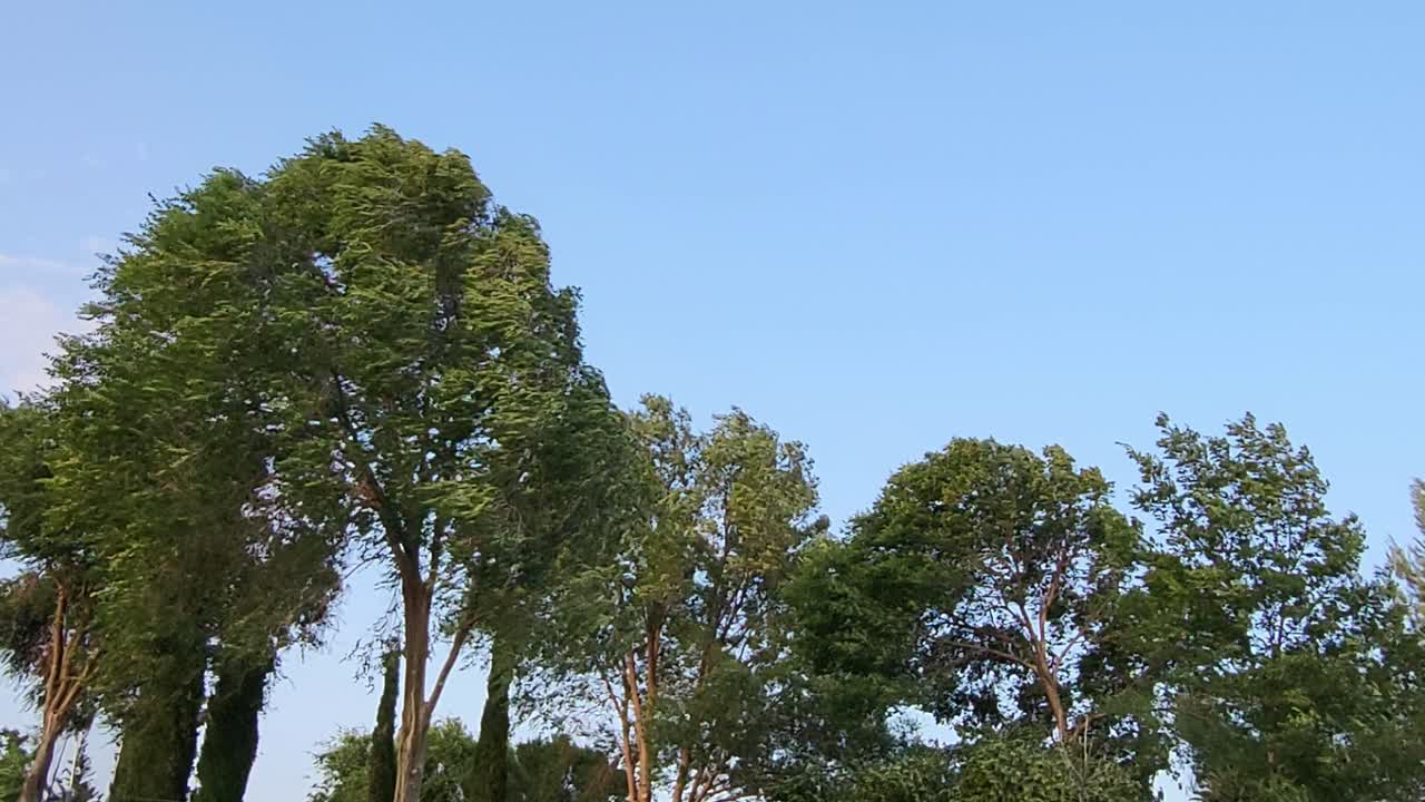Trees crowns shaken by very strong wind. Wind shaking branches and leaves of same trees. Wind swept tree. Windswept