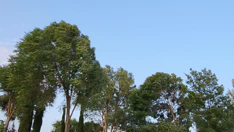 trees crowns shaken by very strong wind. wind shaking branches and leaves of same trees. wind swept tree. windswept