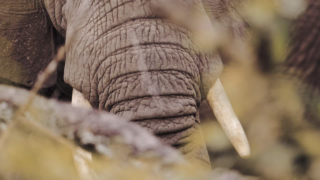 Close Up of Elephant Trunk and Tusks