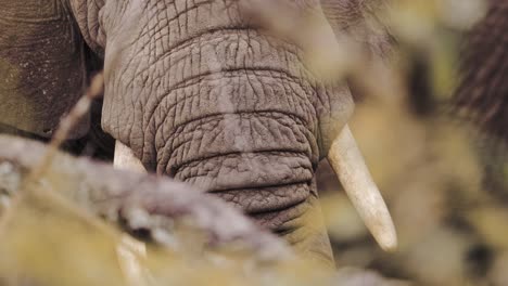 close up of elephant trunk and tusks