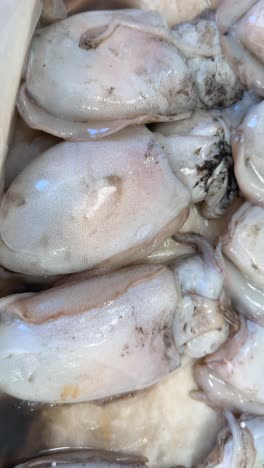 fresh squid or cuttlefish displayed for sale