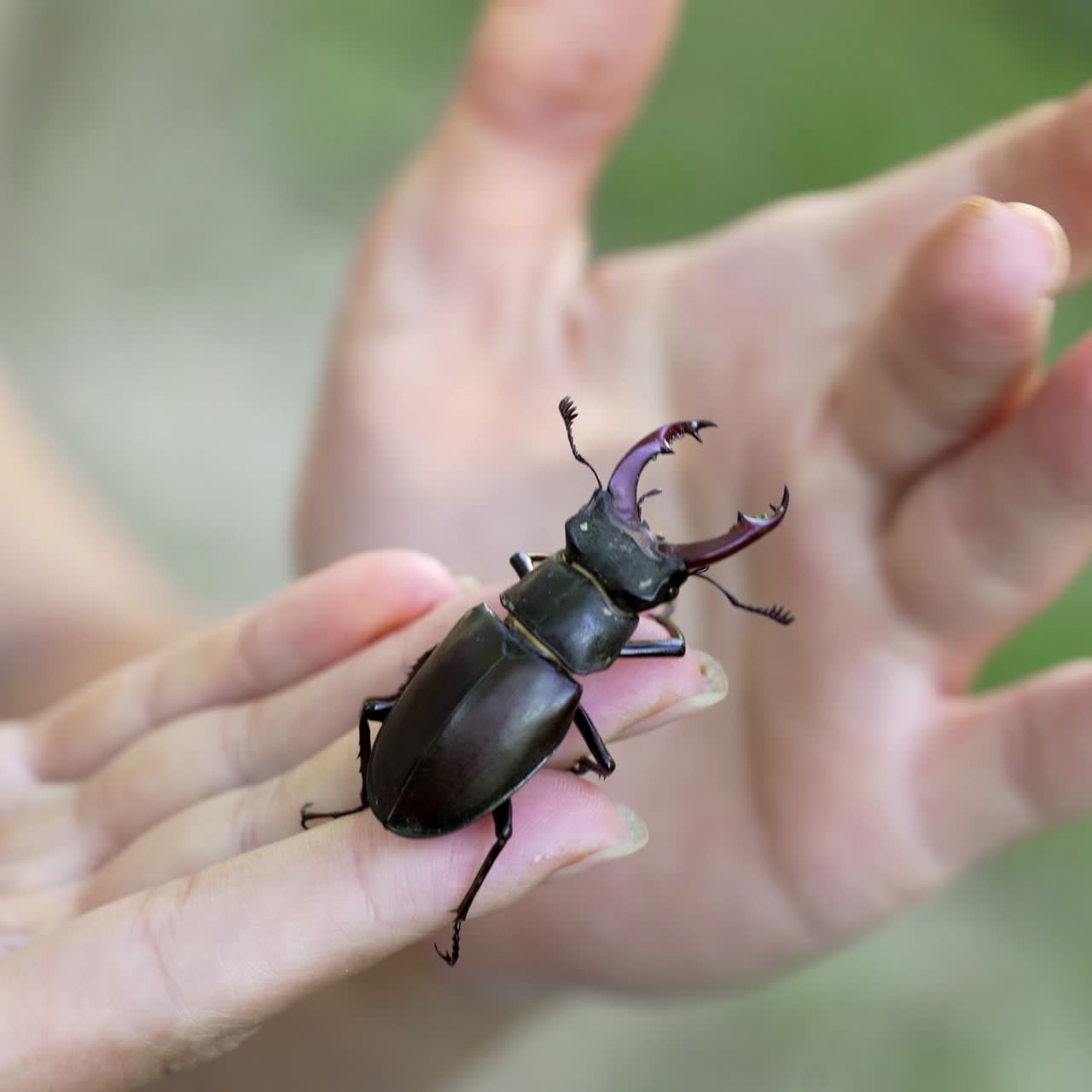 Stag Beetle (Lucanus cervus). Male stag beetle. The beetle is crawling along the human hand.