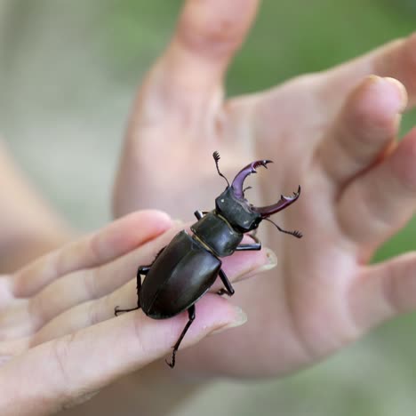 stag beetle (lucanus cervus). male stag beetle. the beetle is crawling along the human hand.