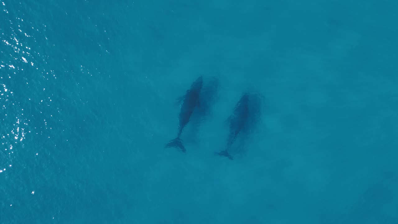 dos ballenas nadan debajo de las claras aguas azules del océano proyectando sombras en el fondo profundo del océano