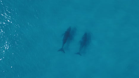 dos ballenas nadan debajo de las claras aguas azules del océano proyectando sombras en el fondo profundo del océano